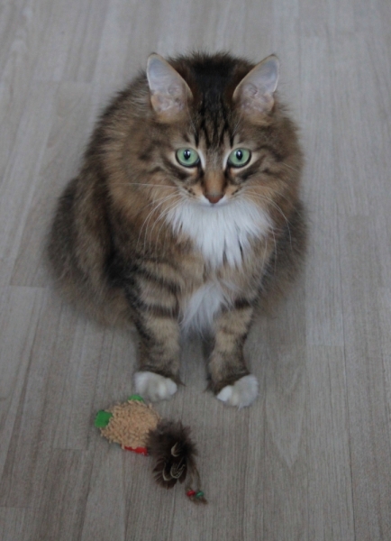 Поговорим о кошках32