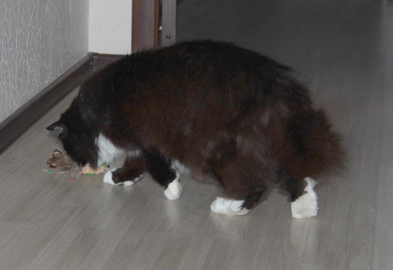 Поговорим о кошках32