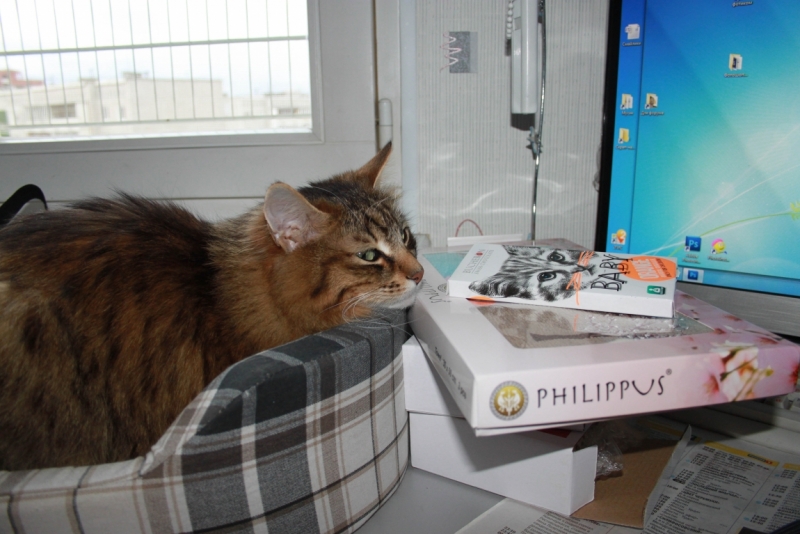 Поговорим о кошках32