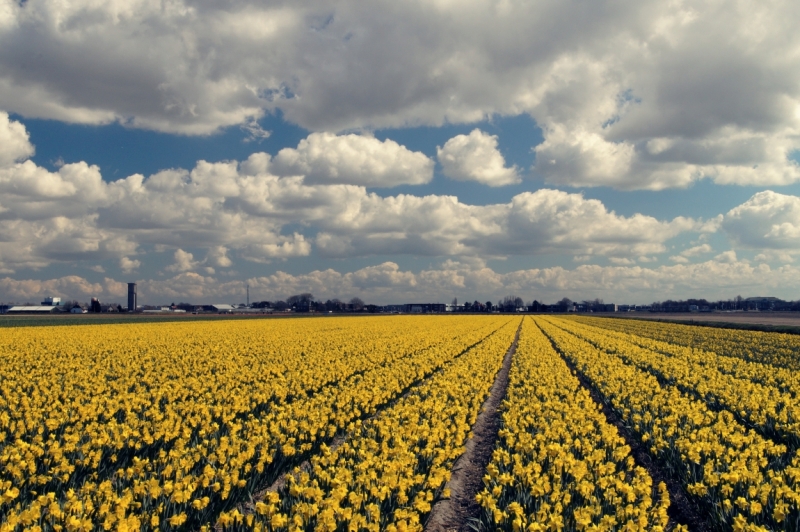 Нидерланды (Keukenhof, Rotterdam, Amsterdam, Delft, Den Haag и еще) + Бавария май 2015