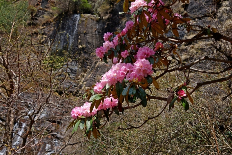Авантюра новичка к Эвересту. 11-31 марта 2015