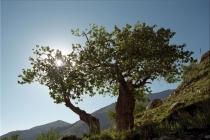 p0000067