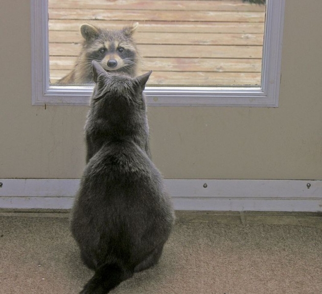 Поговорим о кошках32