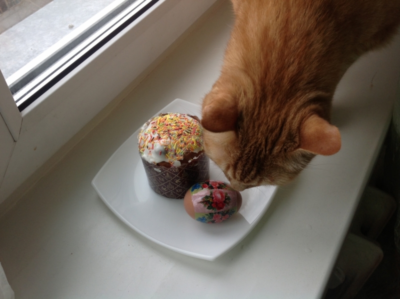 Поговорим о кошках32