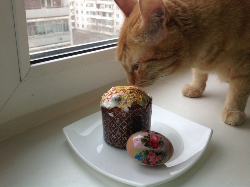 Поговорим о кошках32