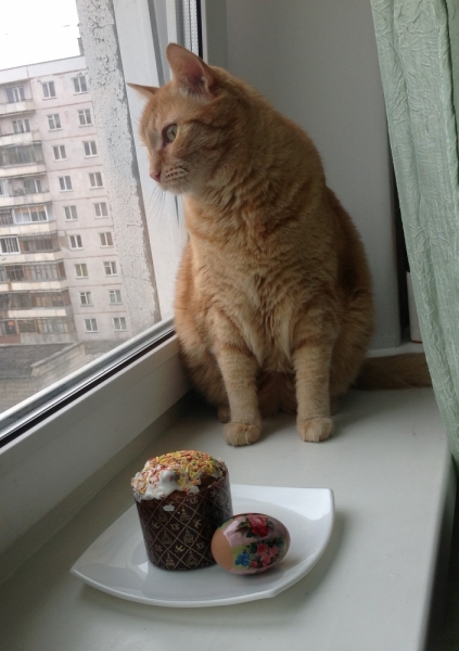 Поговорим о кошках32