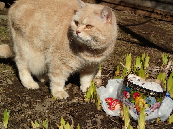 Поговорим о кошках32