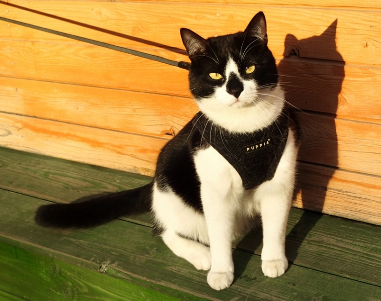 Поговорим о кошках32