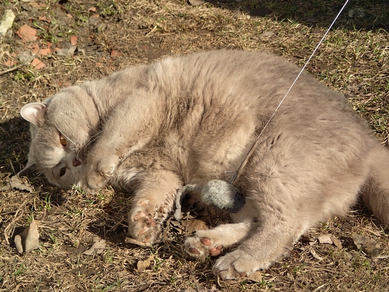 Поговорим о кошках32