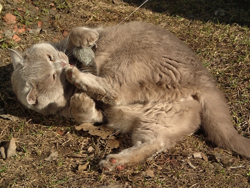 Поговорим о кошках32