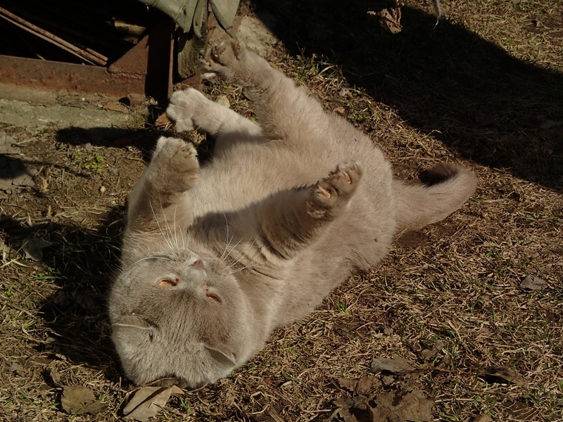 Поговорим о кошках32