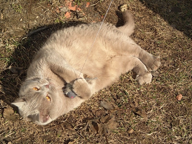 Поговорим о кошках32