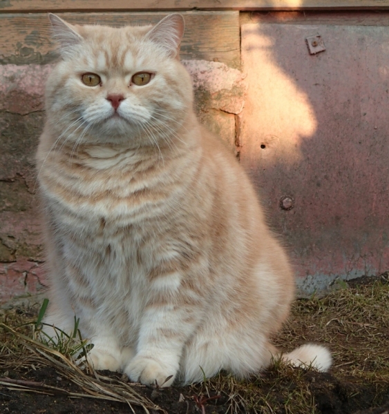 Поговорим о кошках32