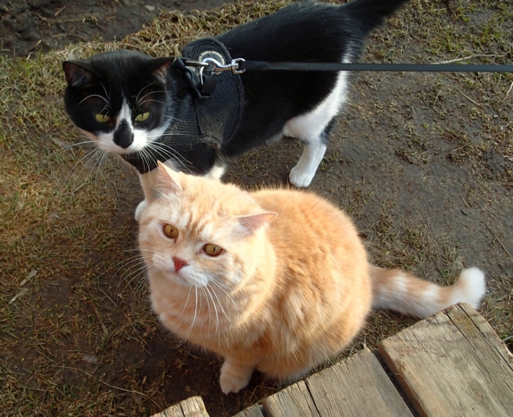 Поговорим о кошках32