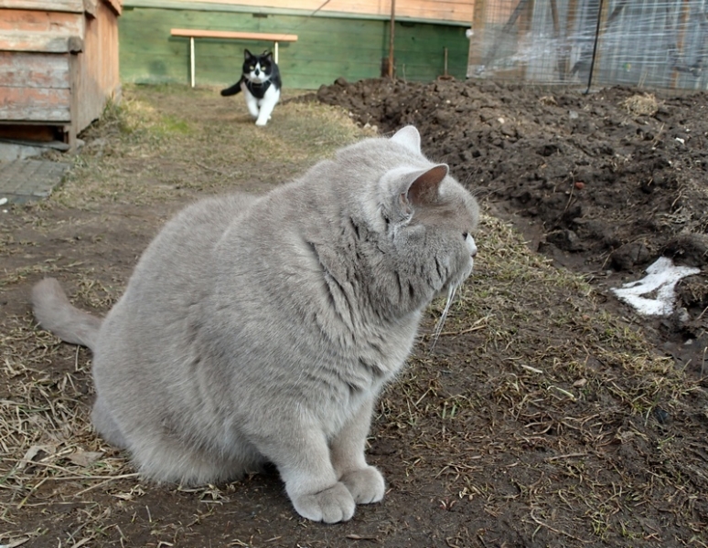 Поговорим о кошках32