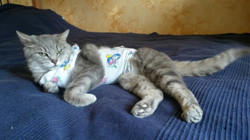 Поговорим о кошках32