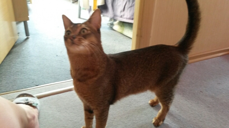 Поговорим о кошках32