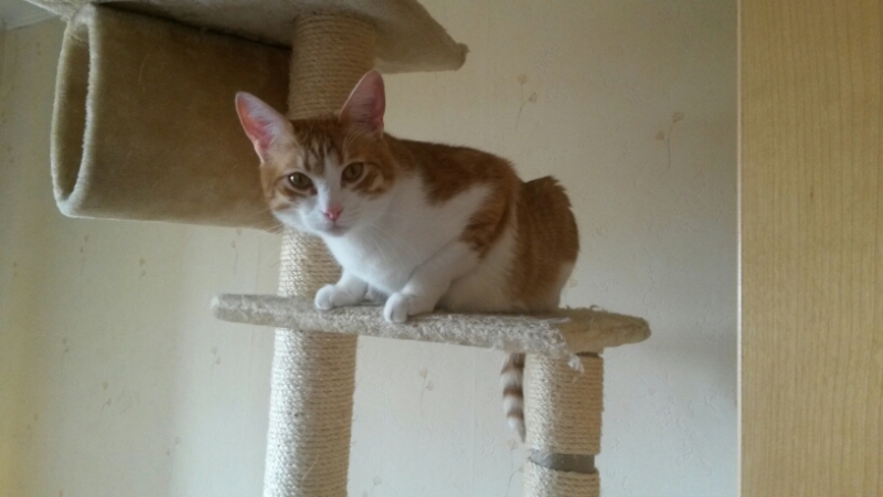 Поговорим о кошках32