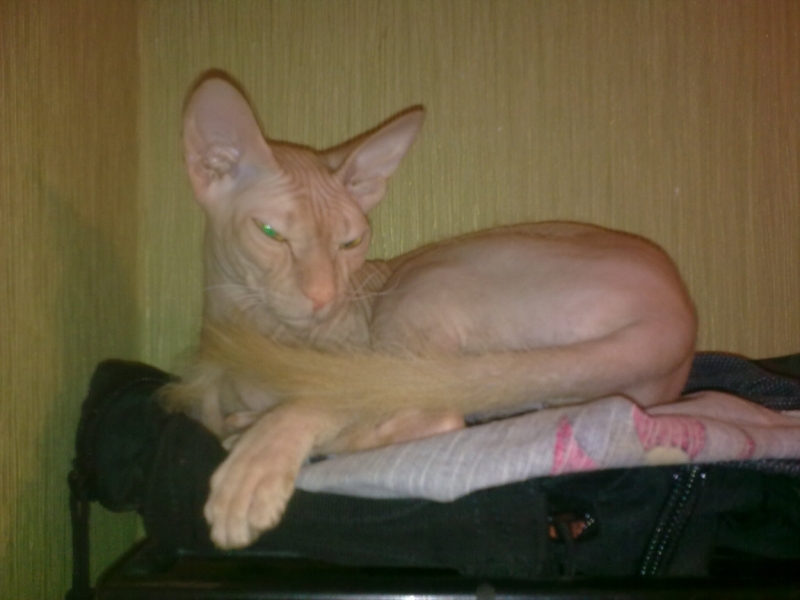 Поговорим о кошках32