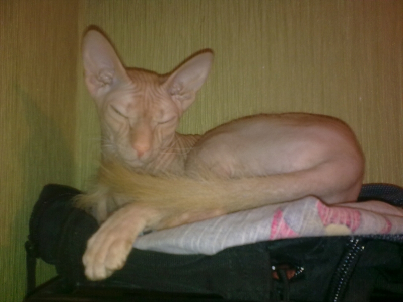 Поговорим о кошках32