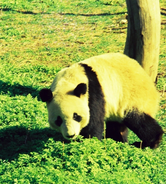 Фотоохота, зоопарки и просто животинки из путешествий - 3