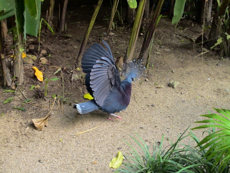 Птицы в фотографиях из путешествий