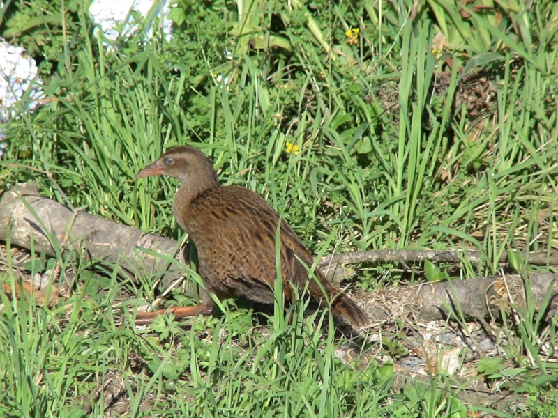 Птицы в фотографиях из путешествий