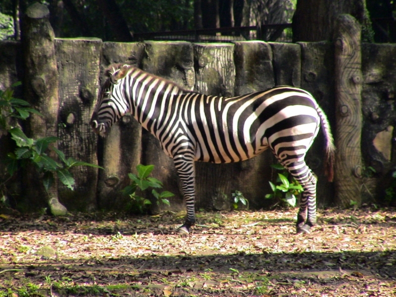 Фотоохота, зоопарки и просто животинки из путешествий - 3