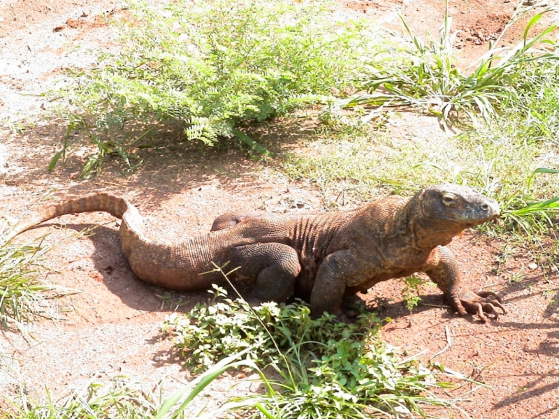 Фотоохота, зоопарки и просто животинки из путешествий - 3