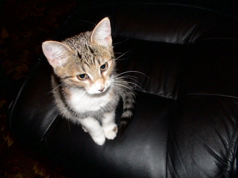 Фотоохота, зоопарки и просто животинки из путешествий - 3