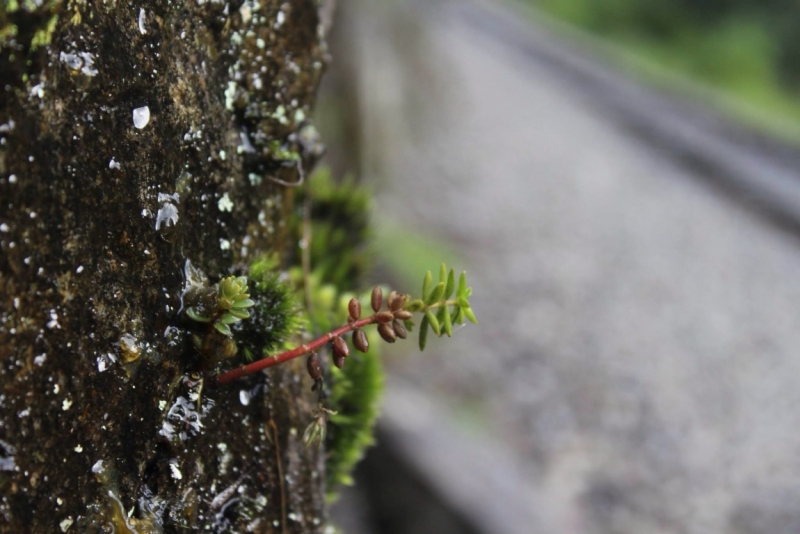 Мачу Пикчу и Каньон Колка. Видео + Фото