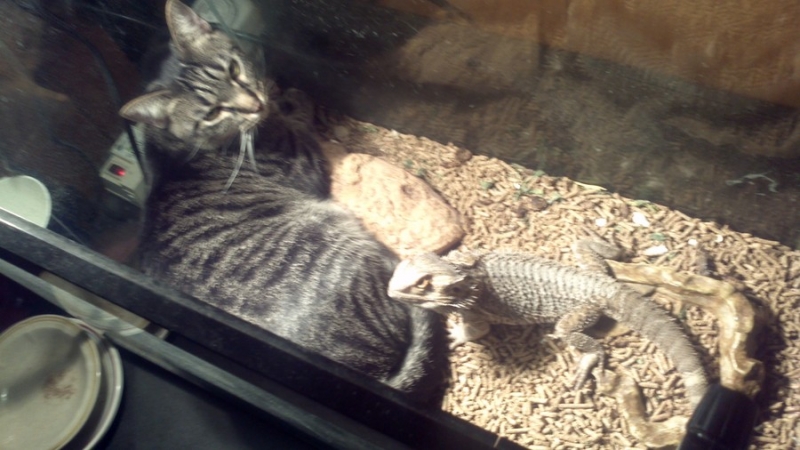 Поговорим о кошках32