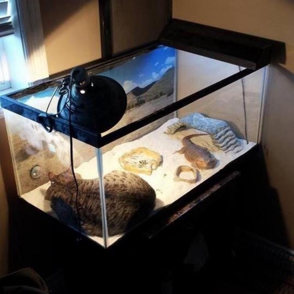 Поговорим о кошках32