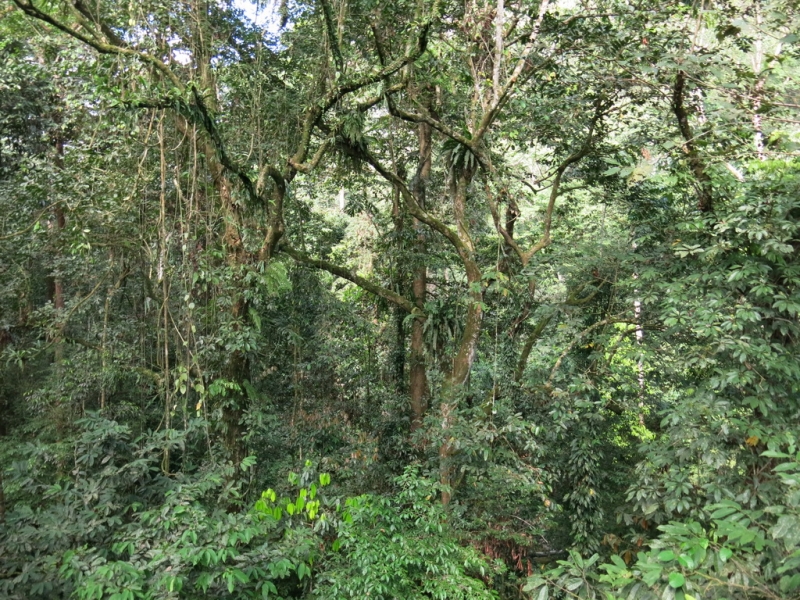 Пару слов о Mulu парке, апрель 2015.