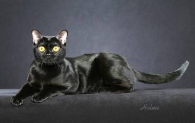 Поговорим о кошках32