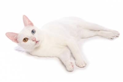 Поговорим о кошках32