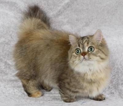 Поговорим о кошках32