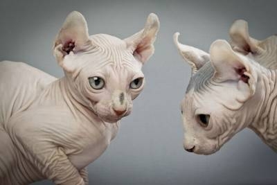 Поговорим о кошках32