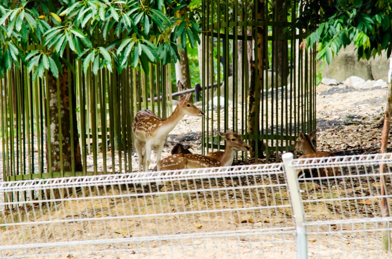 Малайзия 2013 - Борнео, Куала-Лумпур, Перхентианы - маршрут на месяц
