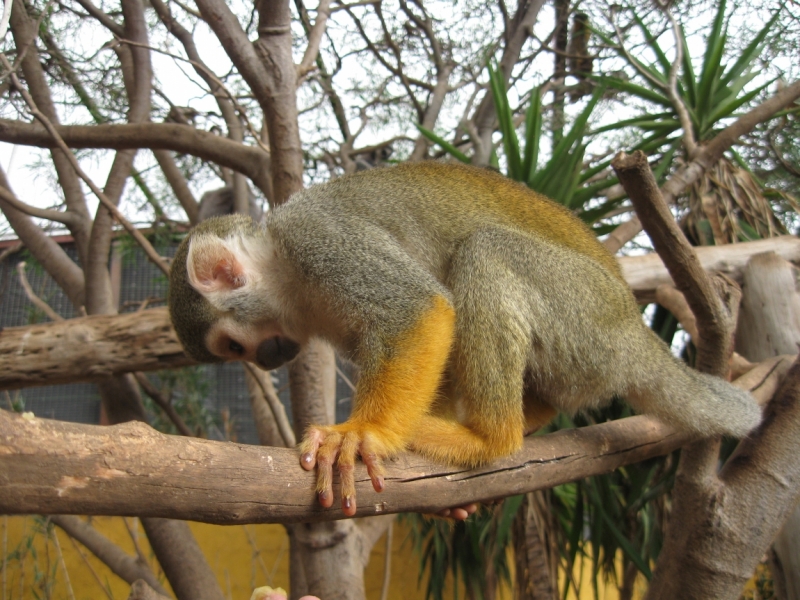 Фотоохота, зоопарки и просто животинки из путешествий - 3