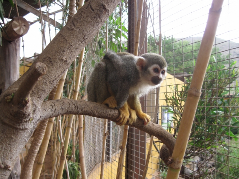 Фотоохота, зоопарки и просто животинки из путешествий - 3