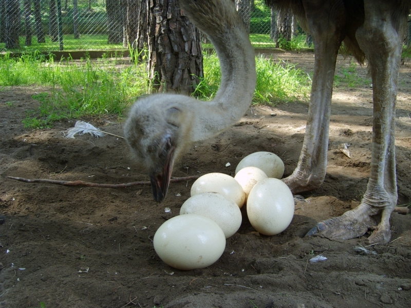 Фотоохота, зоопарки и просто животинки из путешествий - 3