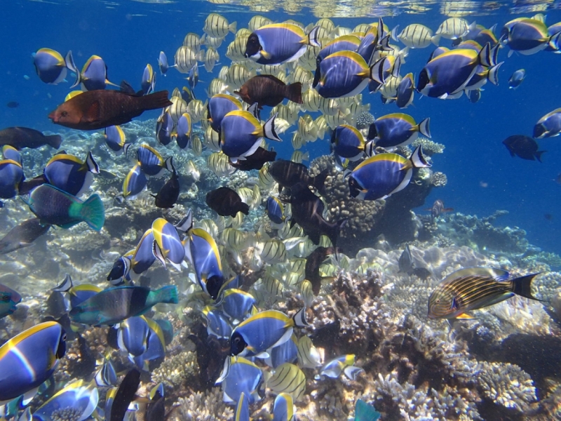 Круизный порт Косумель, Мексика (Cozumel, Mexico)