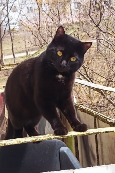 Поговорим о кошках33