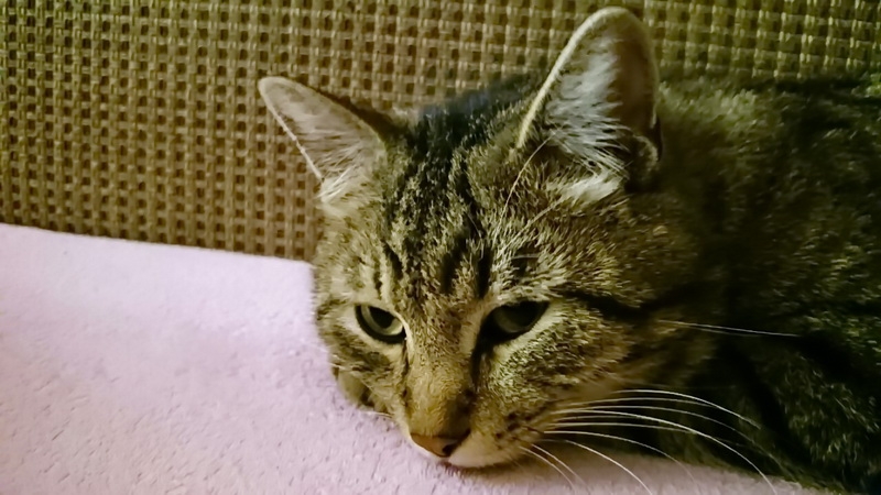 Поговорим о кошках33