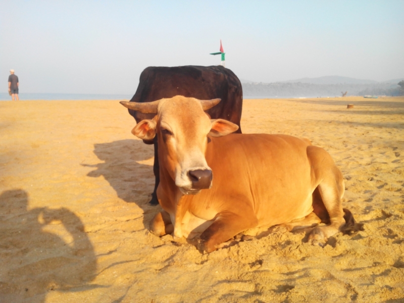 Пробная зимовка в Гоа 2014 .