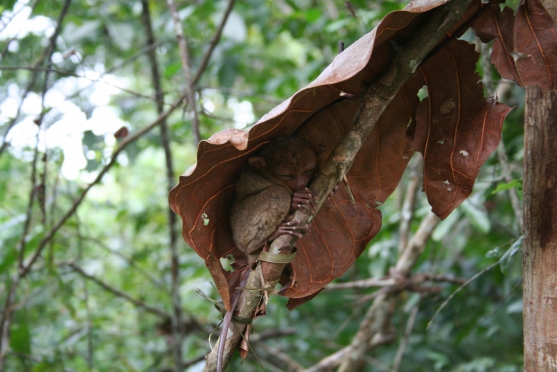 Филиппины (террасы, Майон, акулы, Бохоль, Боракай) Февраль 2015 (+ видео)