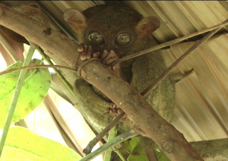 Филиппины (террасы, Майон, акулы, Бохоль, Боракай) Февраль 2015 (+ видео)