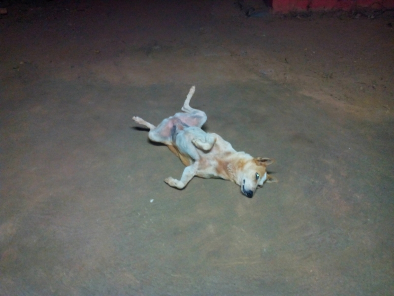 Пробная зимовка в Гоа 2014 .