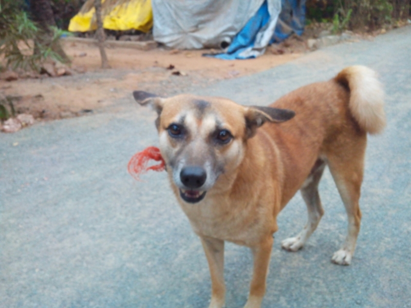 Пробная зимовка в Гоа 2014 .